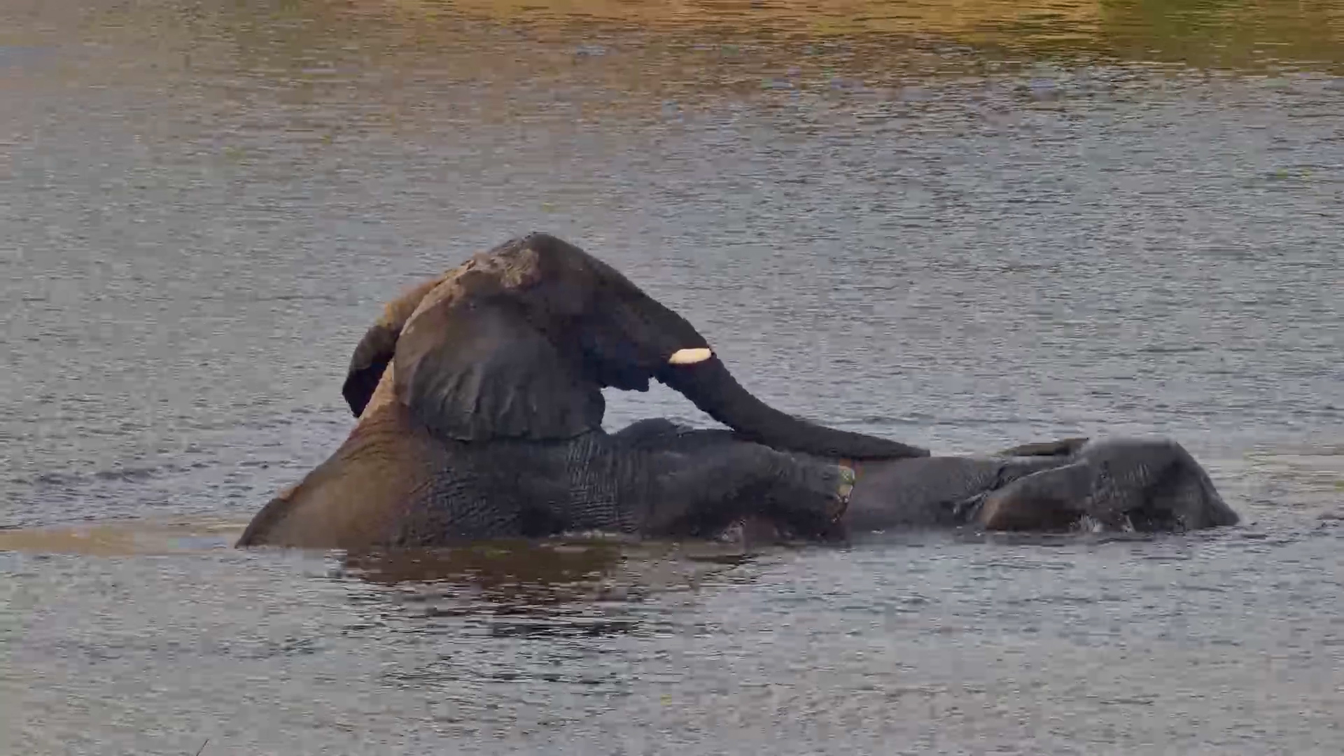 When Your Friend Decides You're the Pool Float