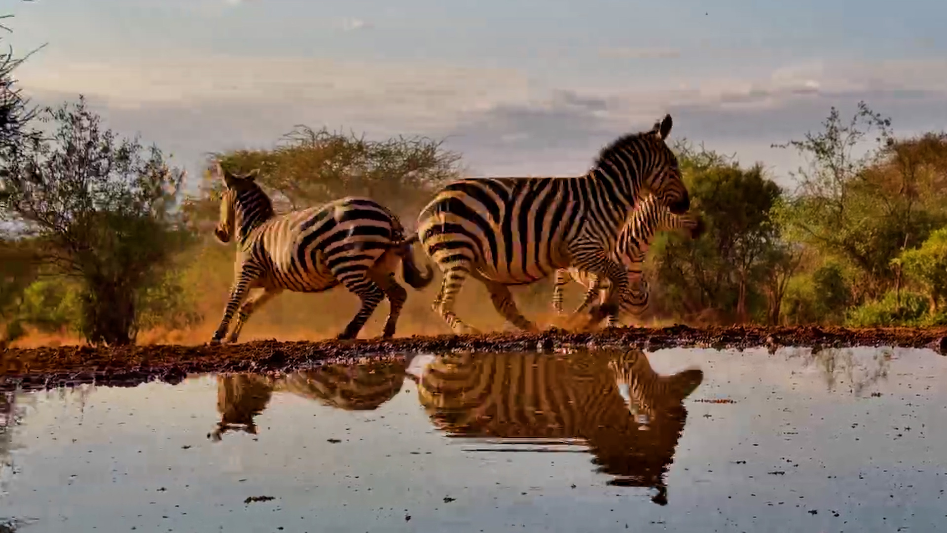 Skittish Zebras Can't Relax... Impalas Are Waiting Their Turn