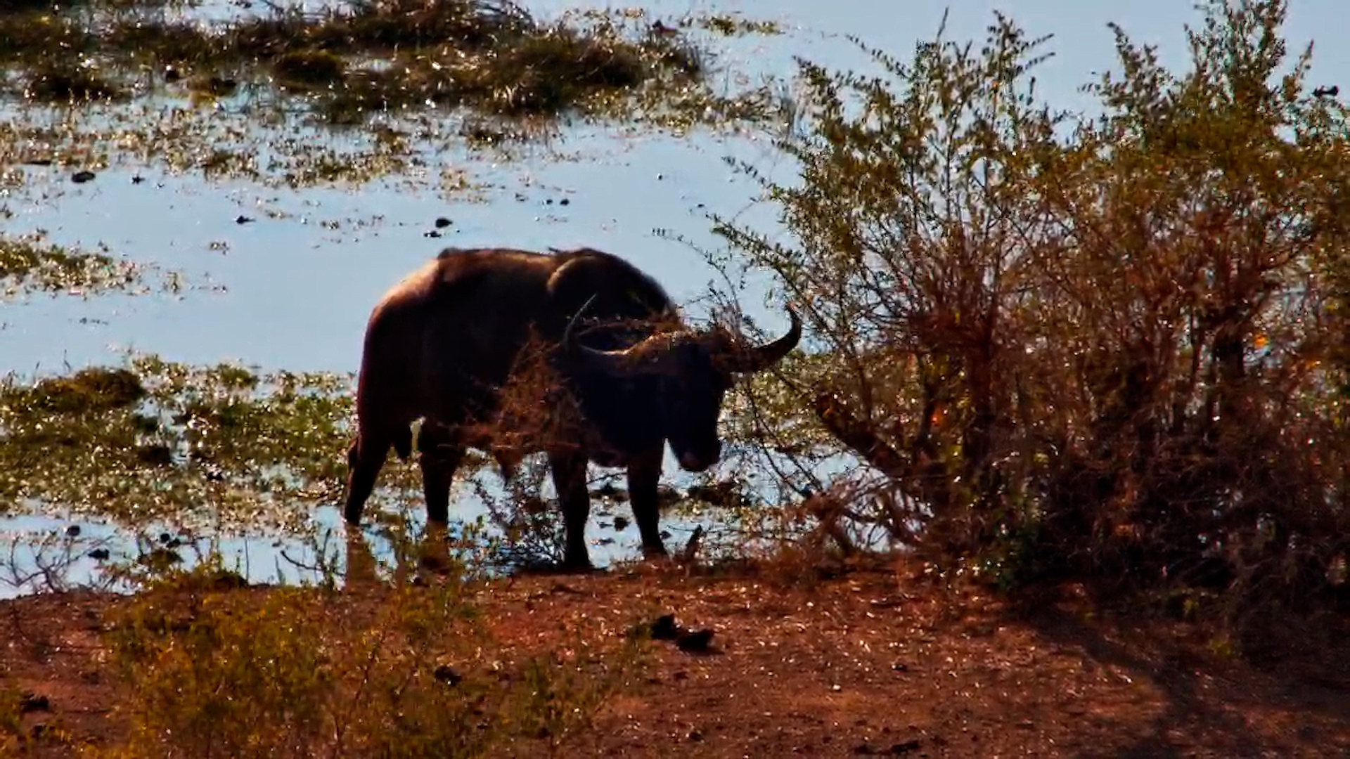 Buffalo Finds the Perfect Horn-Scratching Bush