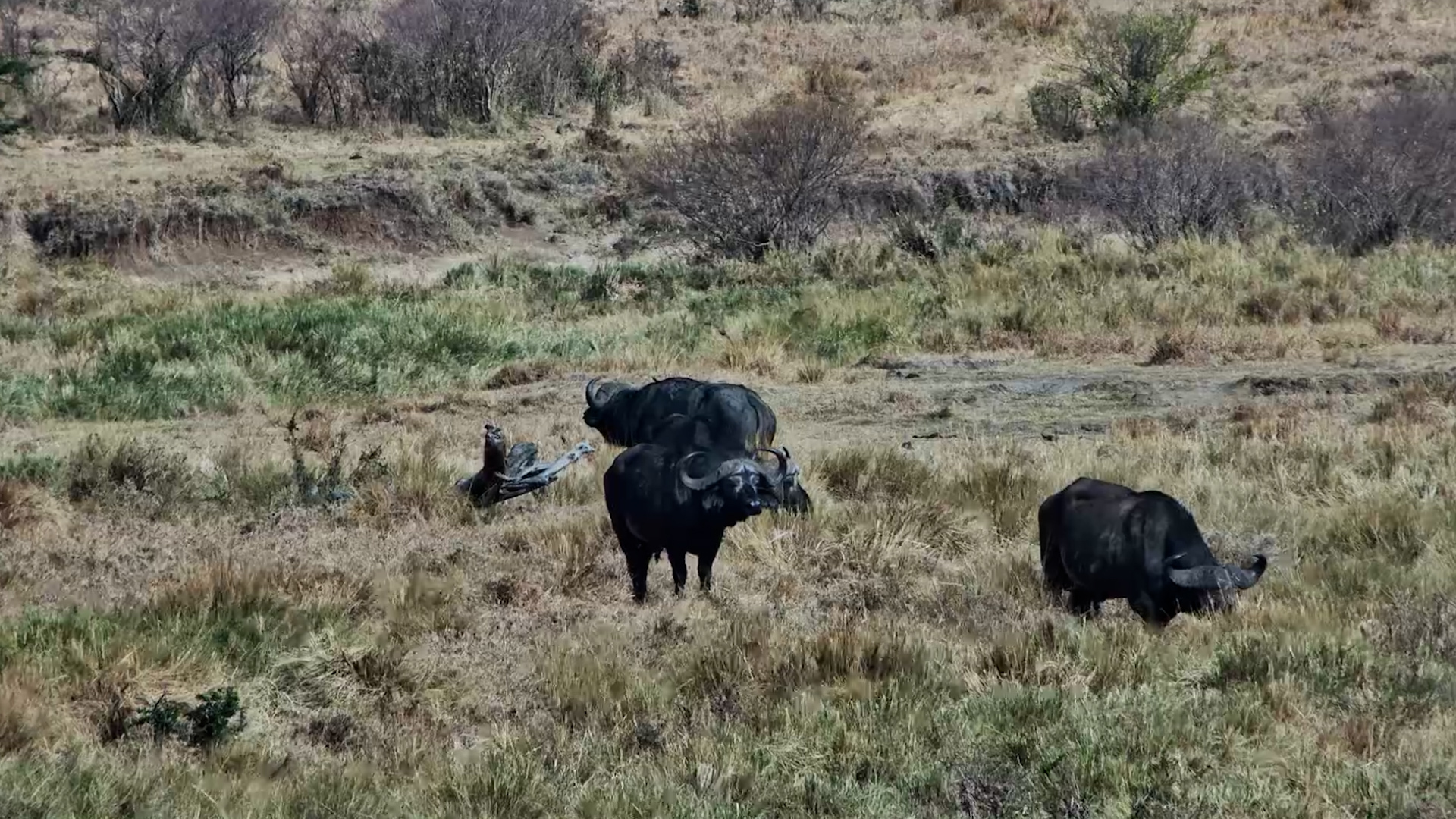 Buffalo Graze as the Wind Sweeps In