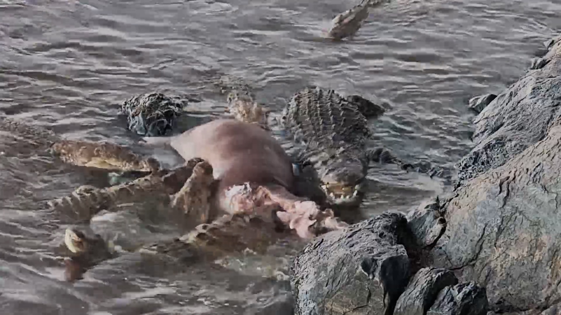 Crocodiles Feast on a Hippo at Fig Tree Crossing