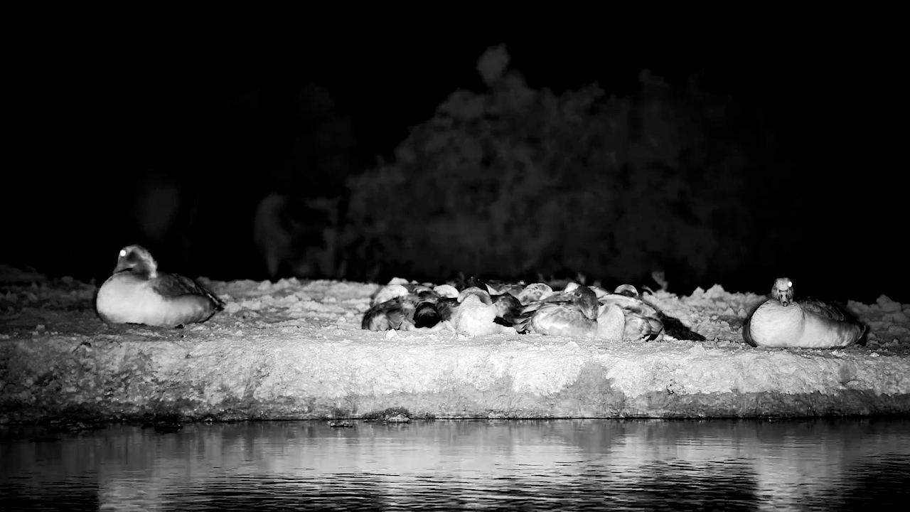 Goslings Snooze Beside the Waterhole