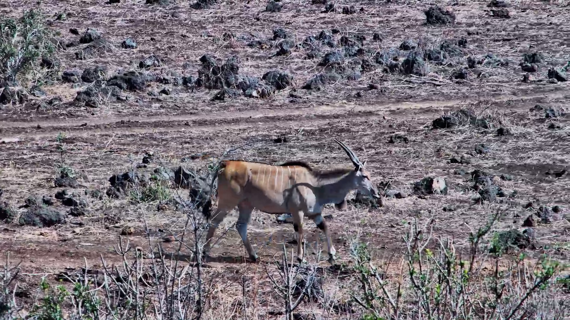 A Lone Eland Wanders Through the Bush
