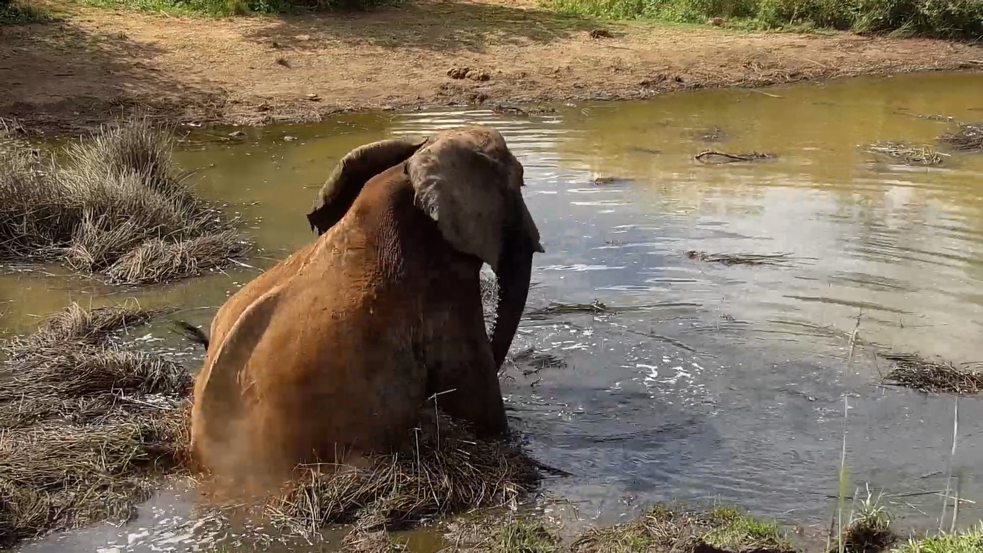 This Elephant Came for a Proper Splash