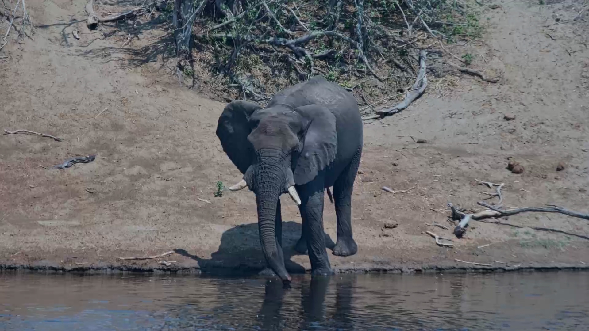 Lone Elephant Stops at the River for a Drink