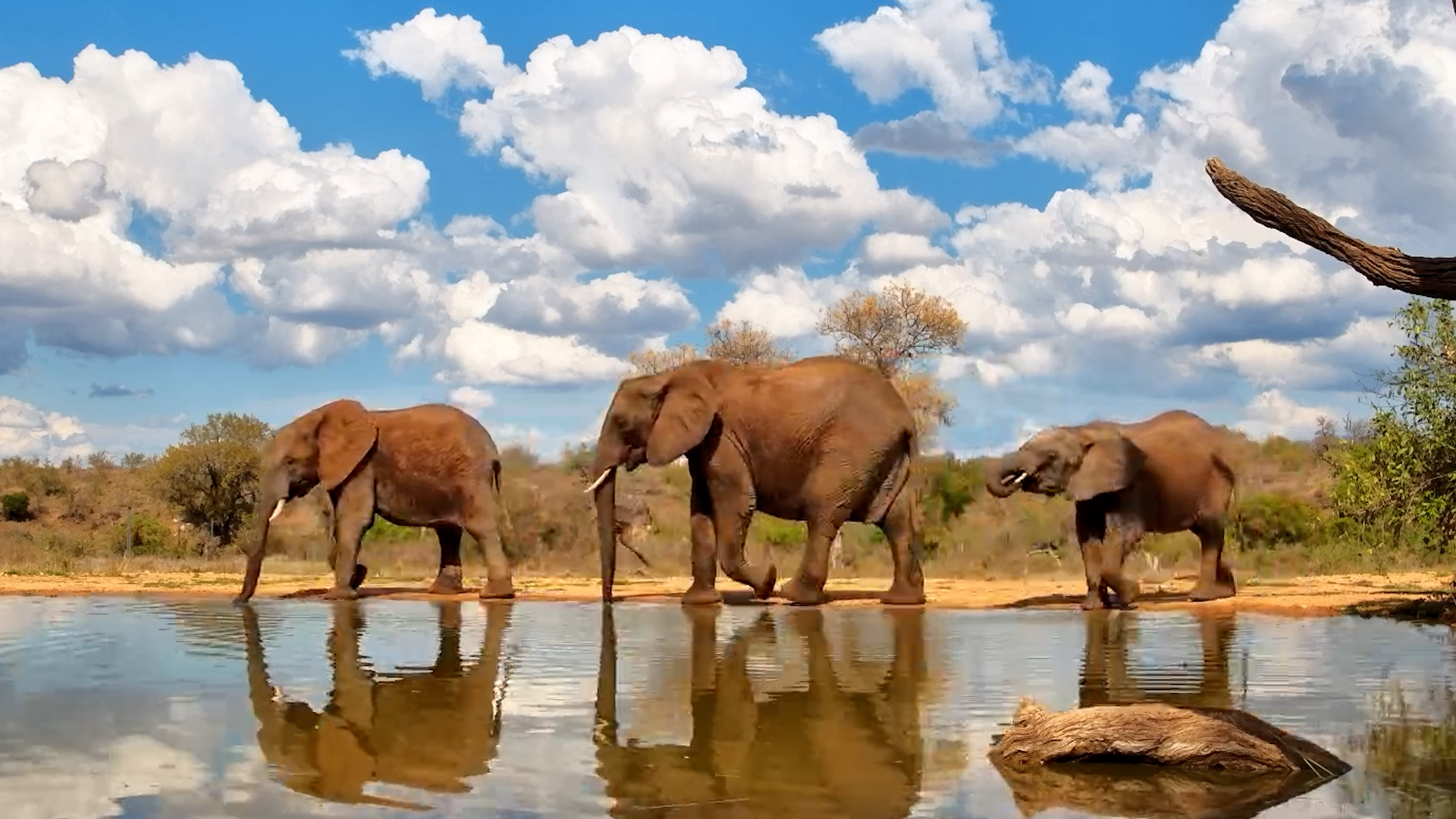Young Elephants Join the Herd at the Water