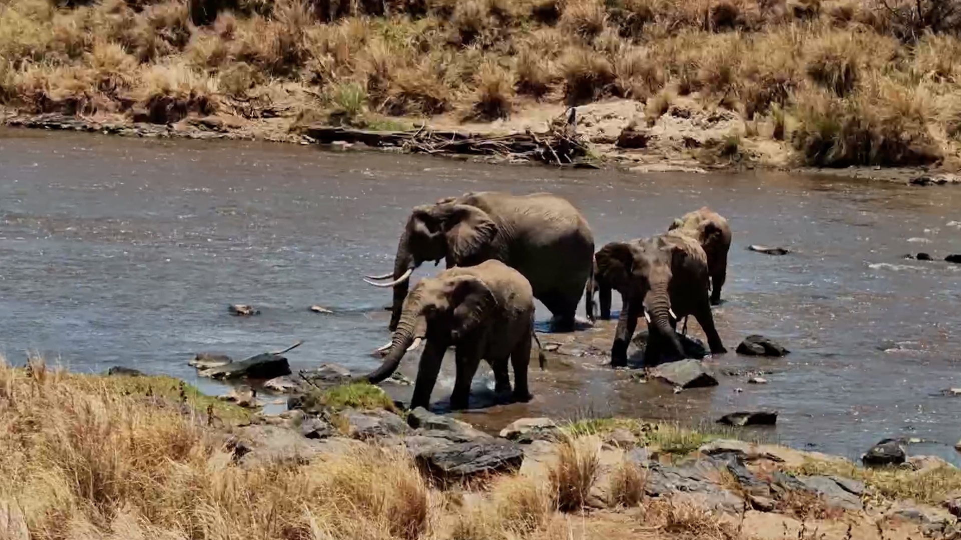 Elephants Make Their Way Across the River