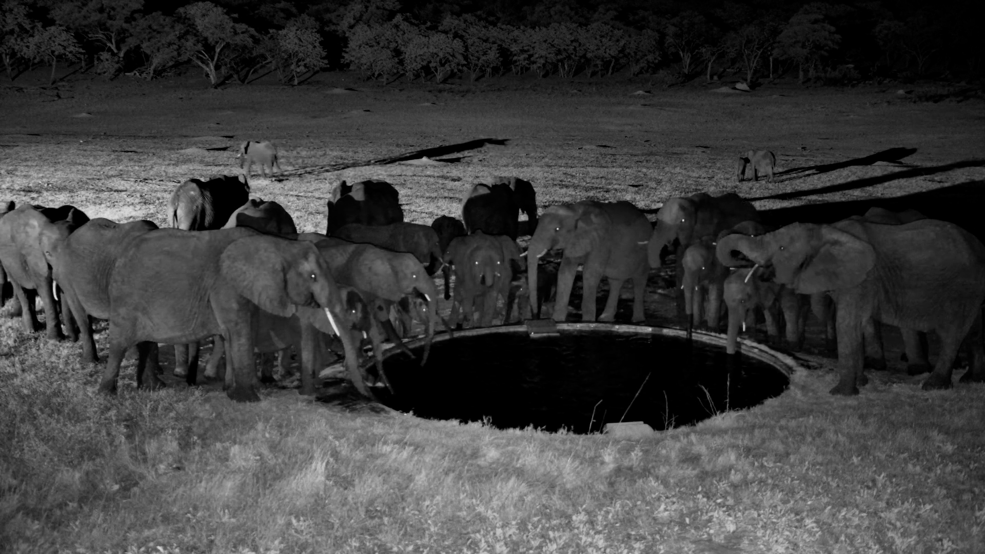 A Huge Elephant Herd Arrives After Dark