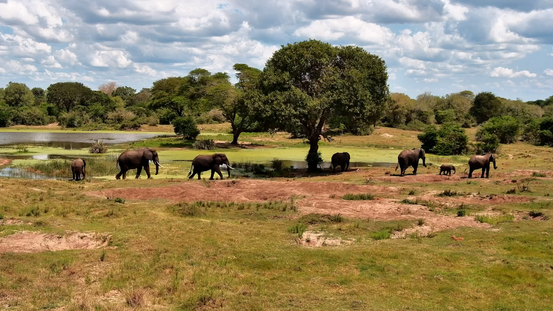 Elephants Stroll Past the Waterhole