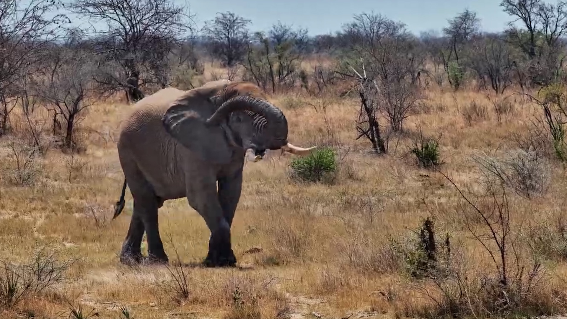 Elephant Strolls Straight Past the Waterhole