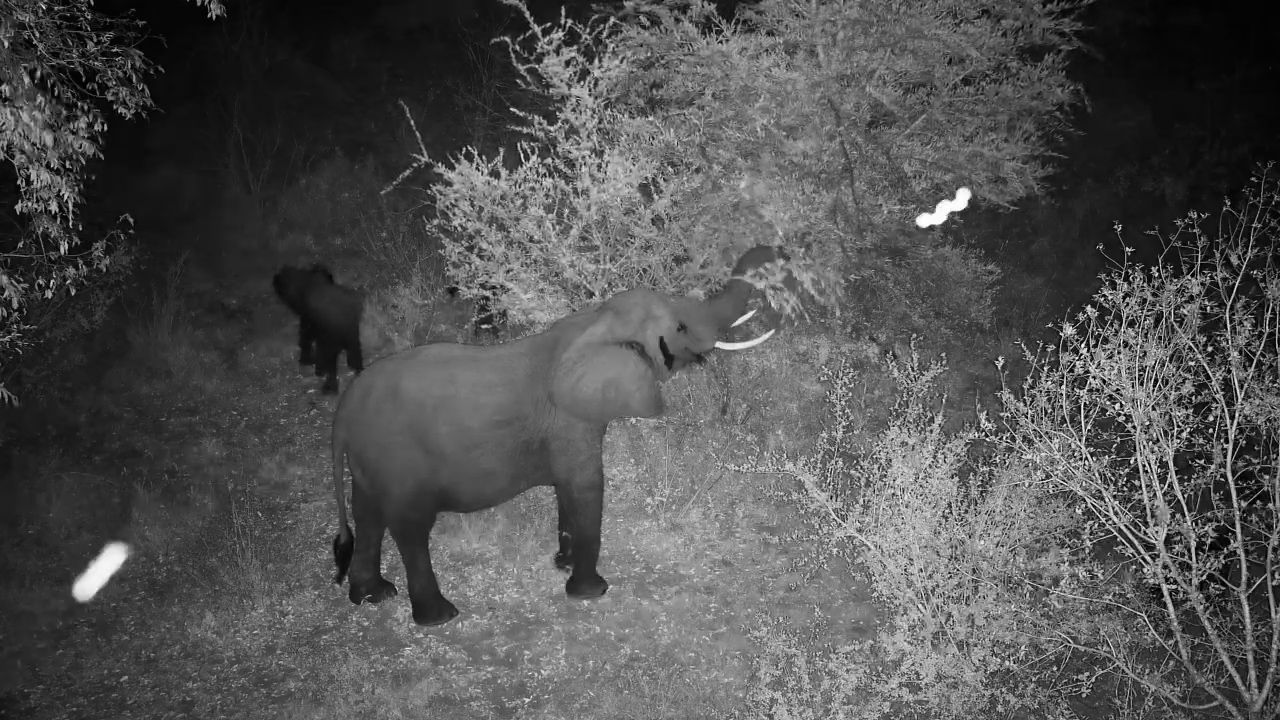 Young Elephant Grazes Beside Its Parent