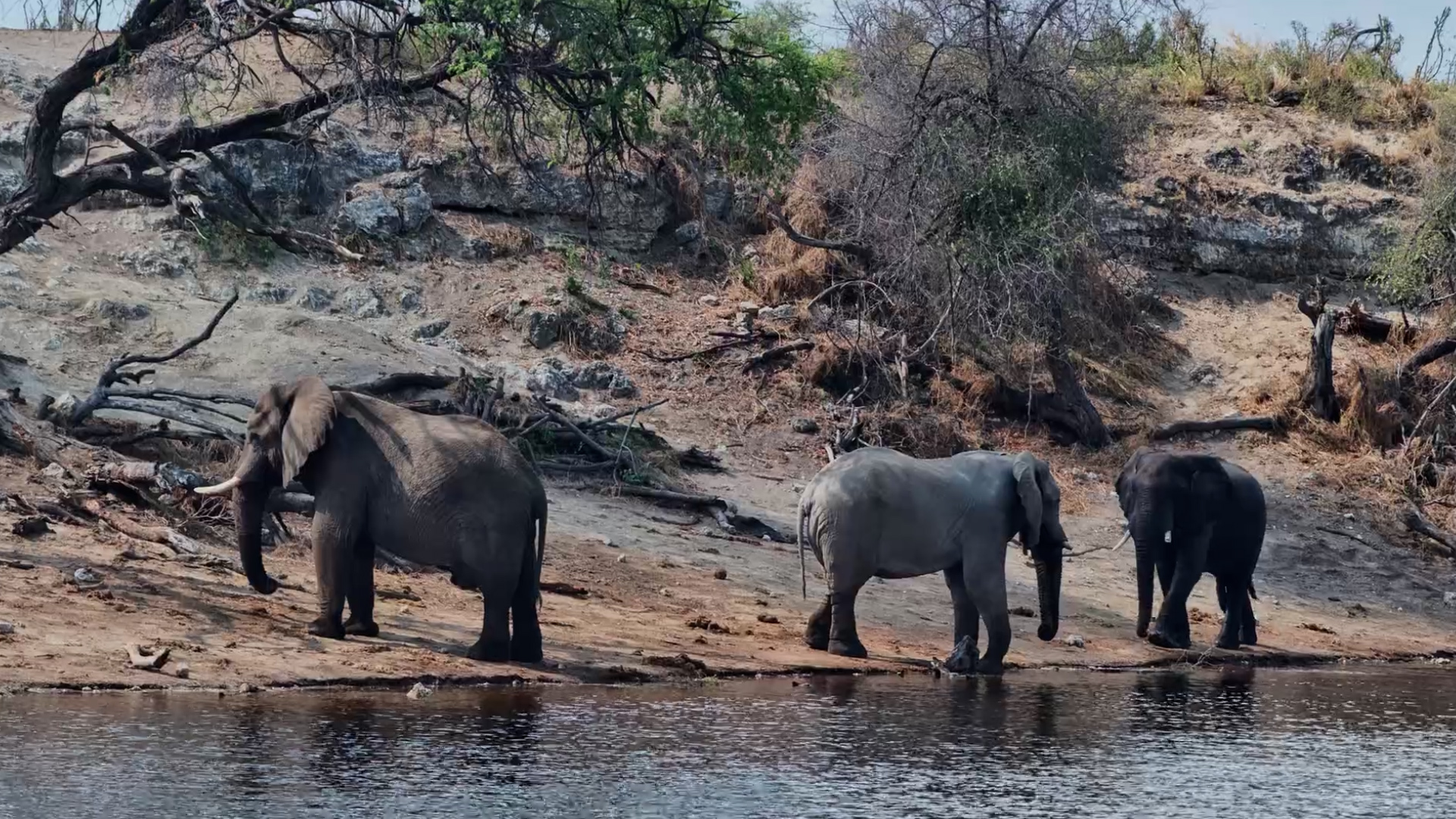 Elephants Meet Up at the Riverside