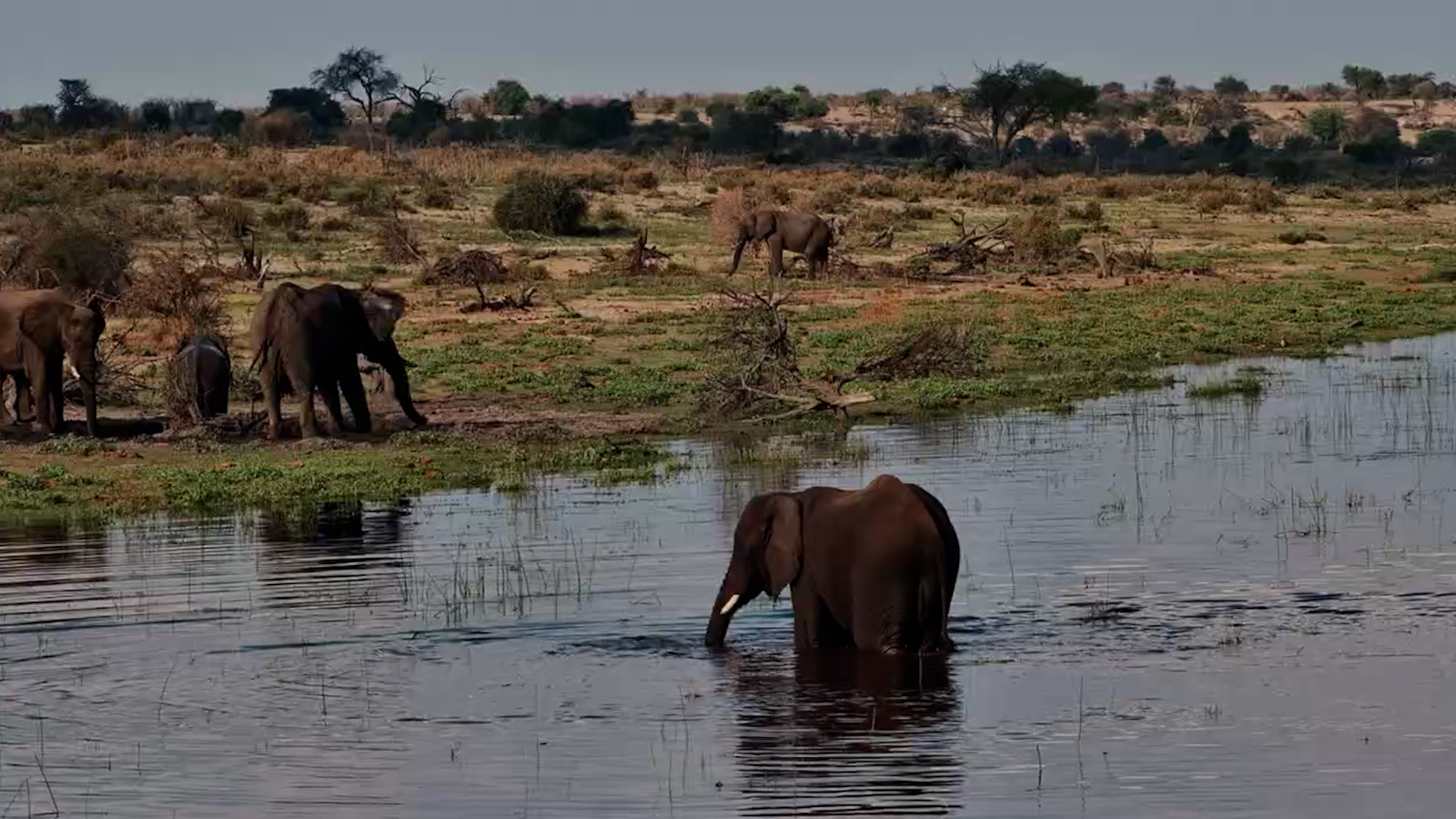 Elephant Crosses the River to Rejoin the Herd
