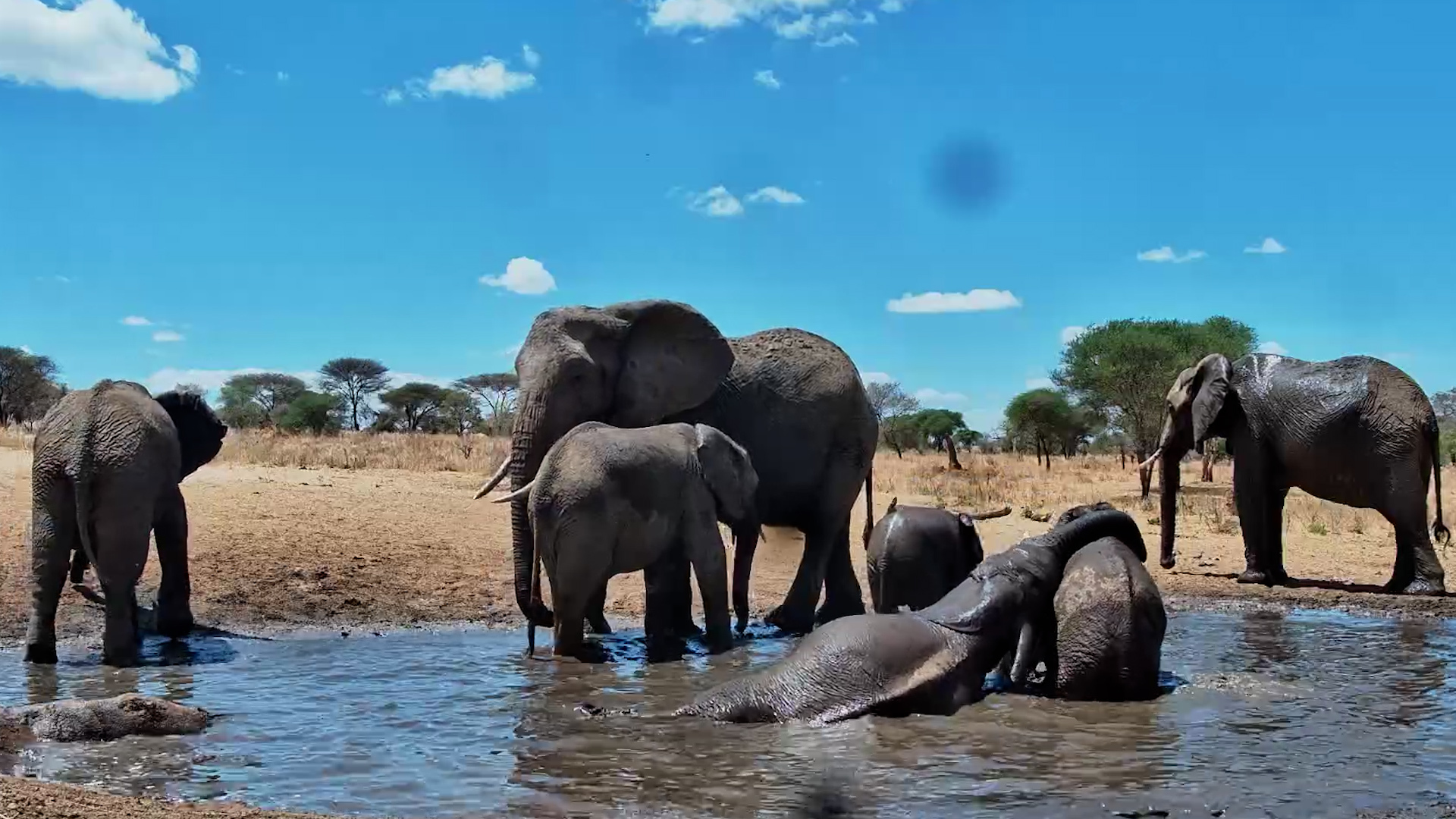 Young Elephants Turn the Water Into a Playground