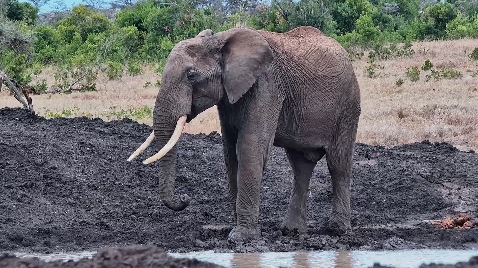 Elephants Settle In for a Quiet Drink