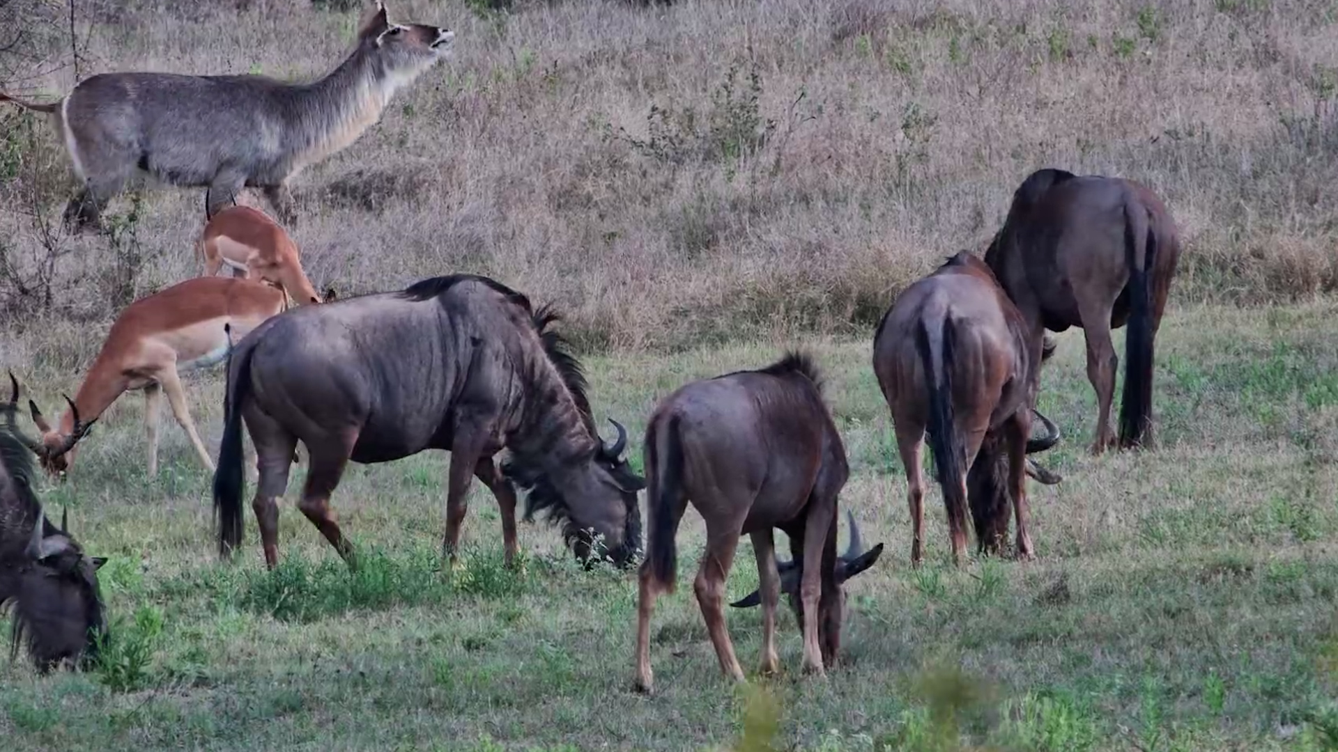 Wildebeest, Waterbuck and Impala Share the Afternoon