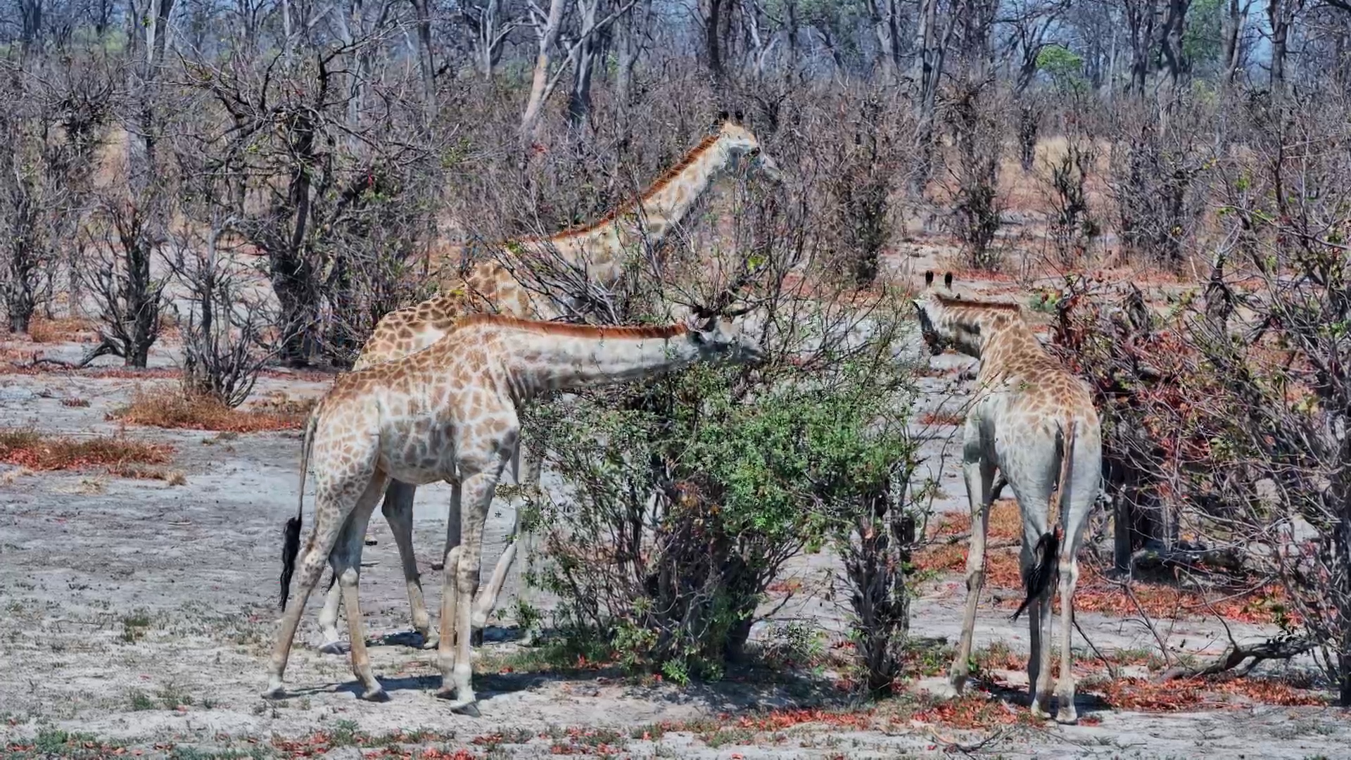Giraffes Browse Their Way Around Twin Pan