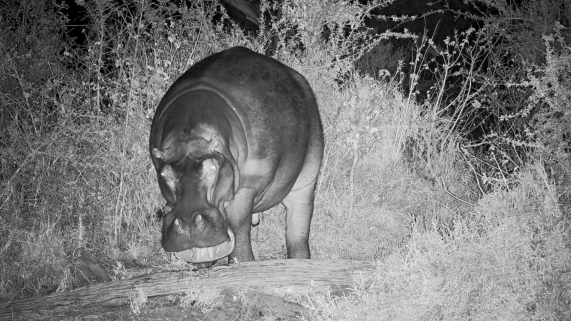 Hippo Heads Out for a Midnight Graze