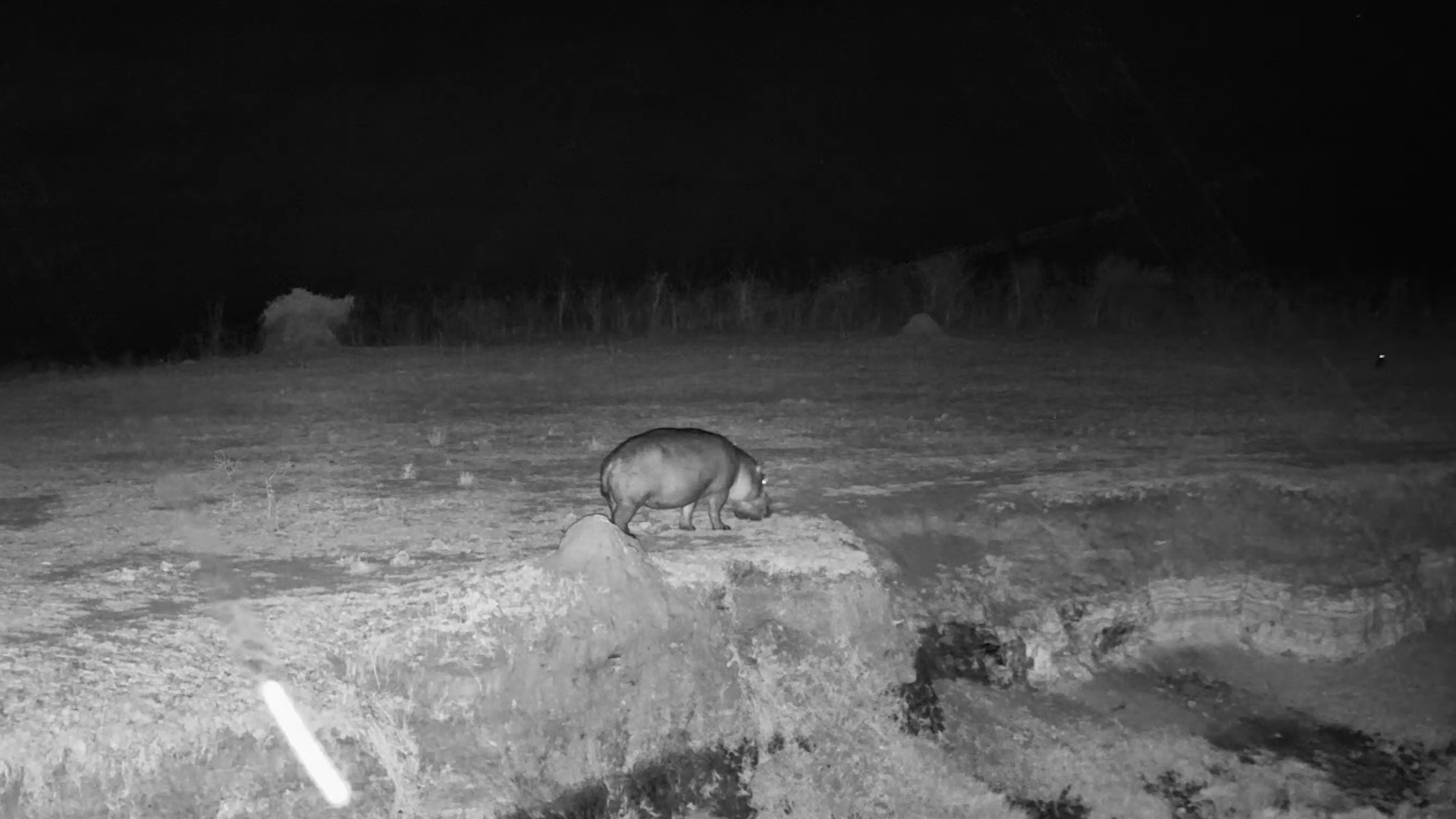 Hippo Slips Past the Springs After Dark