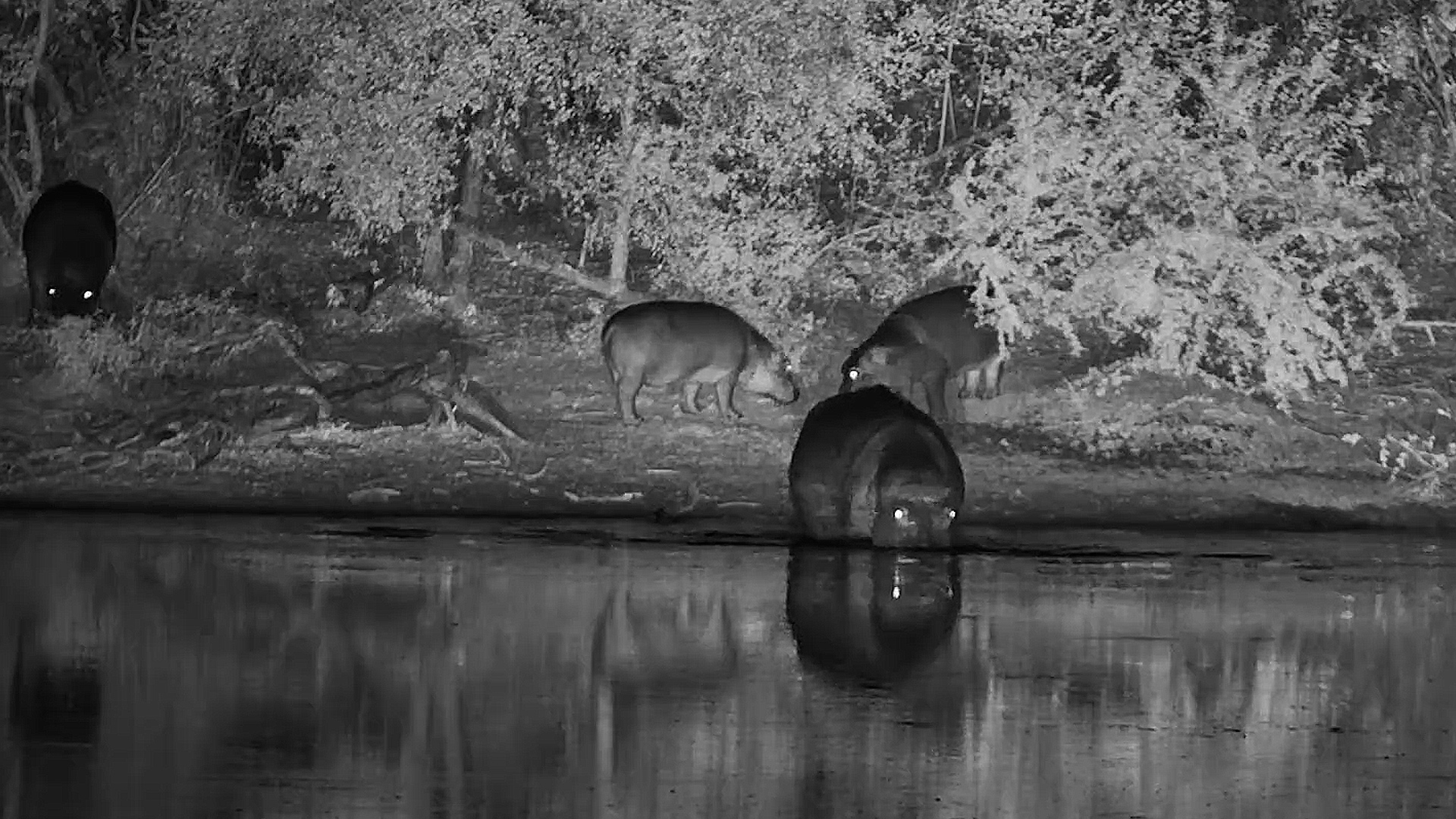 Hippos Rest While Herons Fish After Dark