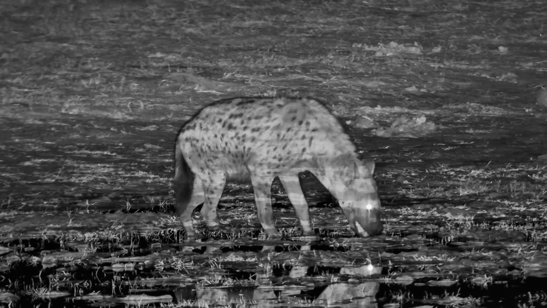 Three-Legged Hyena Carries On Without a Fuss