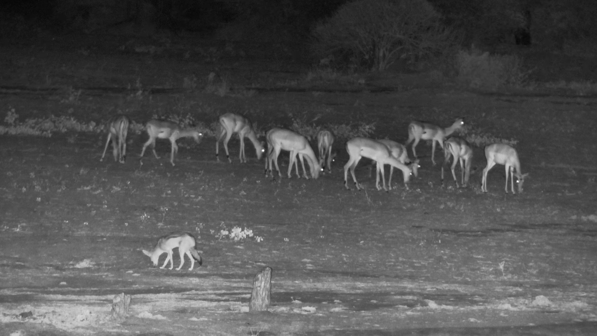 Impala Graze Through a Quiet African Night