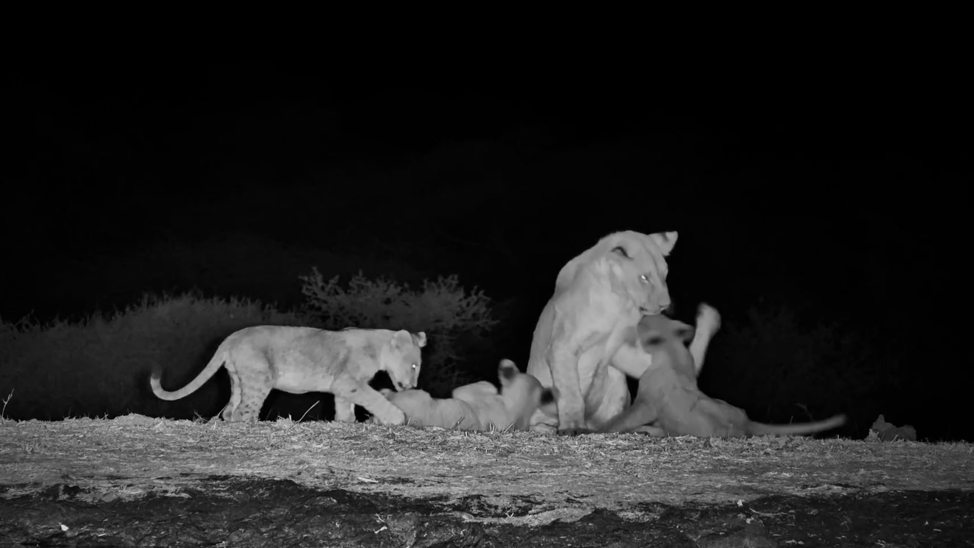 Lion Cubs Pick a Fight With the Grown-Ups