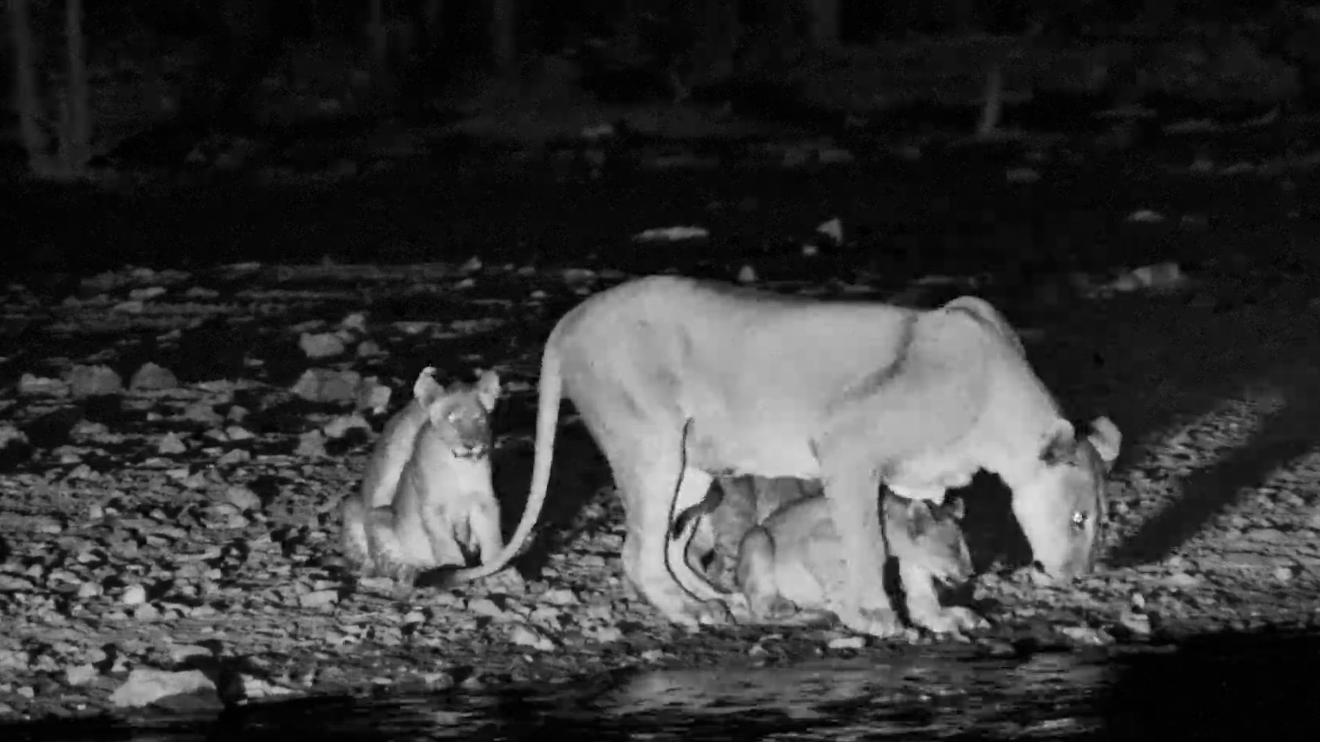 Lioness Brings Her Cubs Down for a Drink
