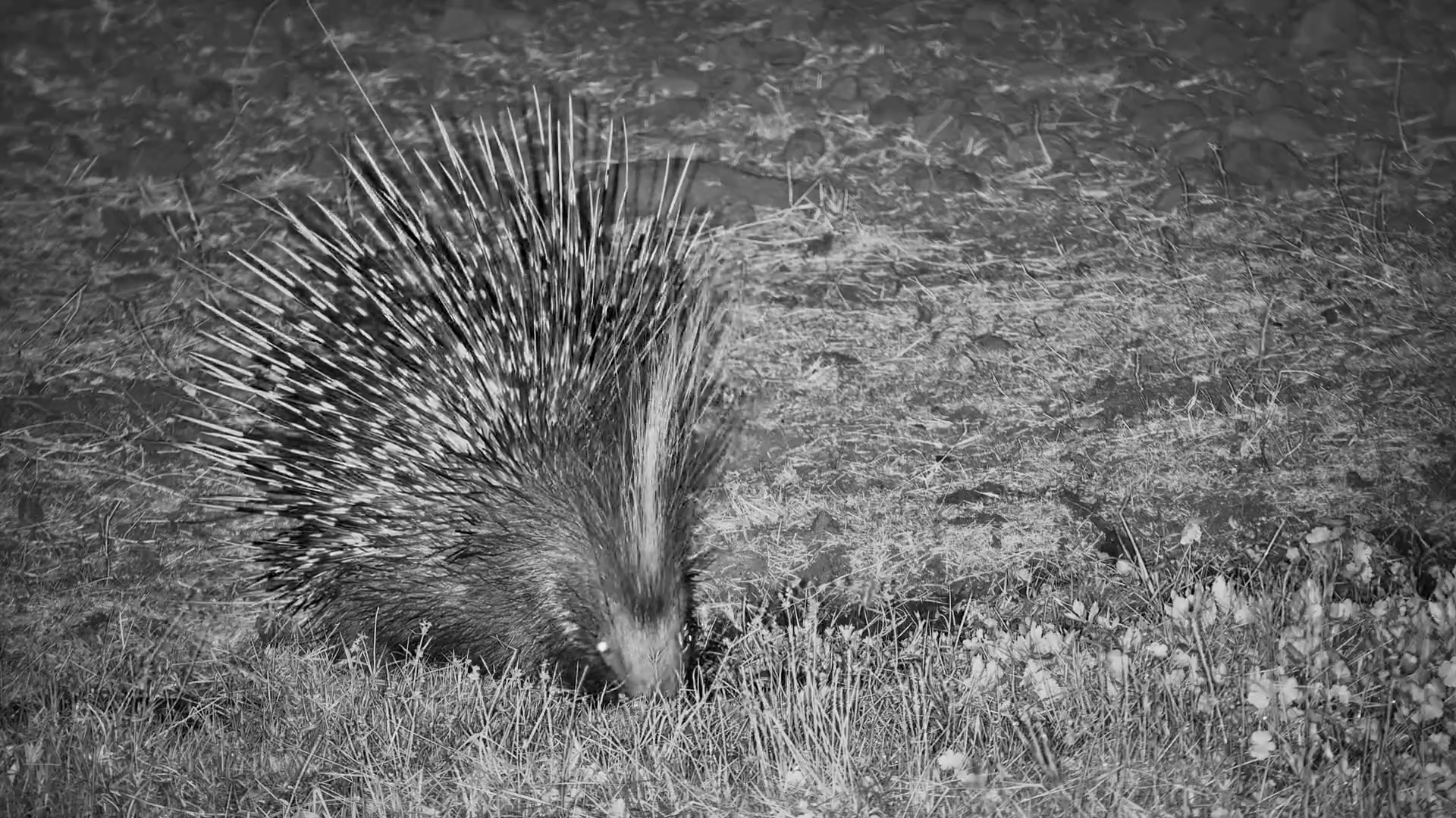 Porcupine Goes Hunting for a Midnight Snack
