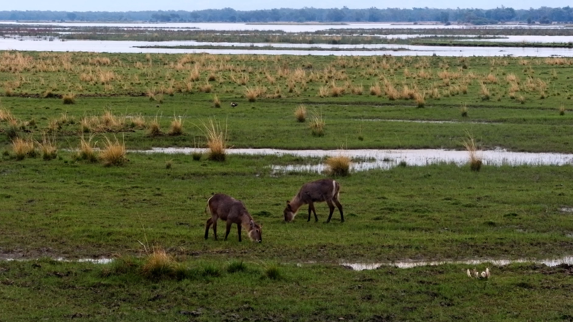 Waterbuck Duo Spend the Day Out on the Plains