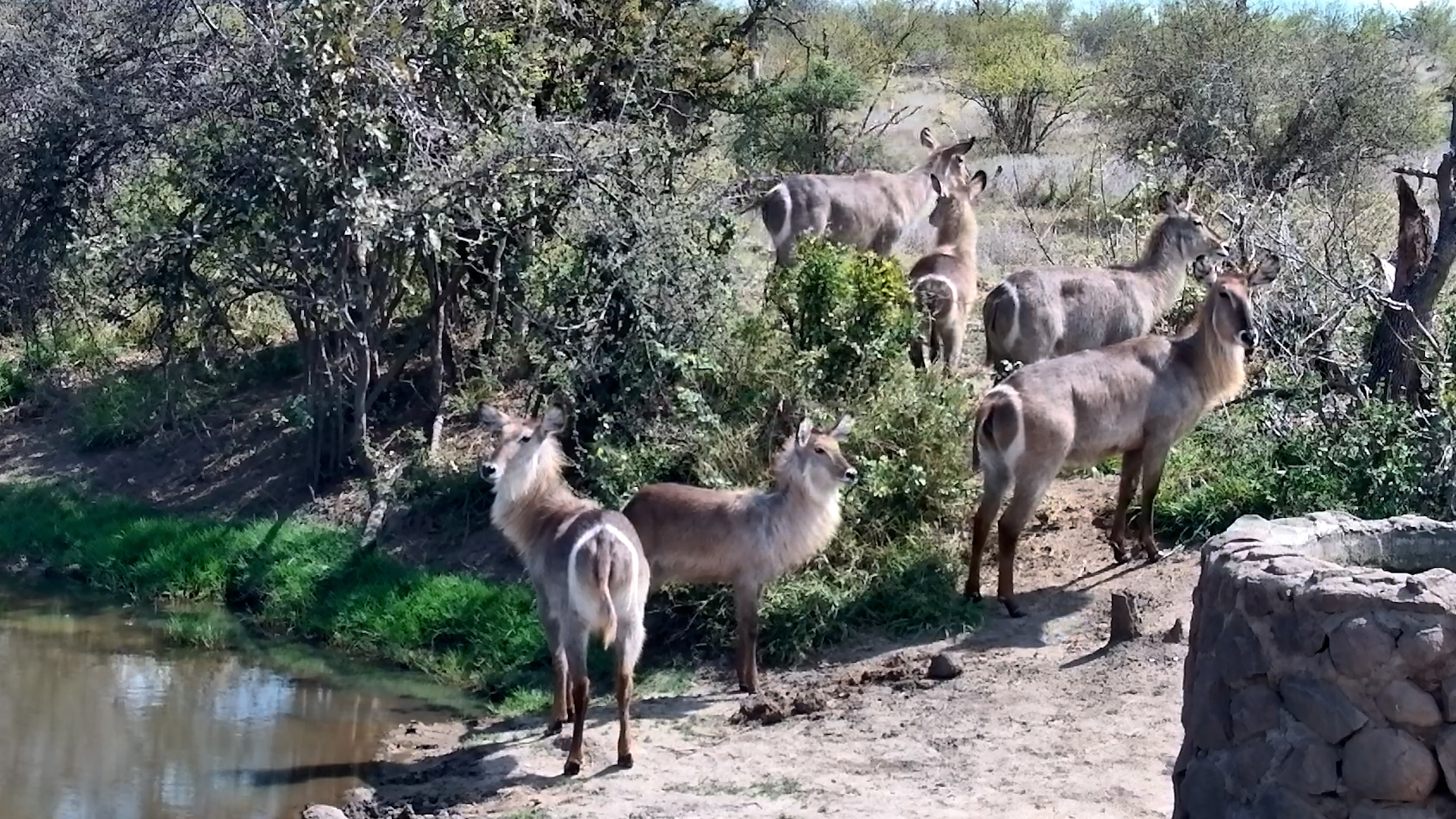 Waterbuck Family Stops by for a Drink