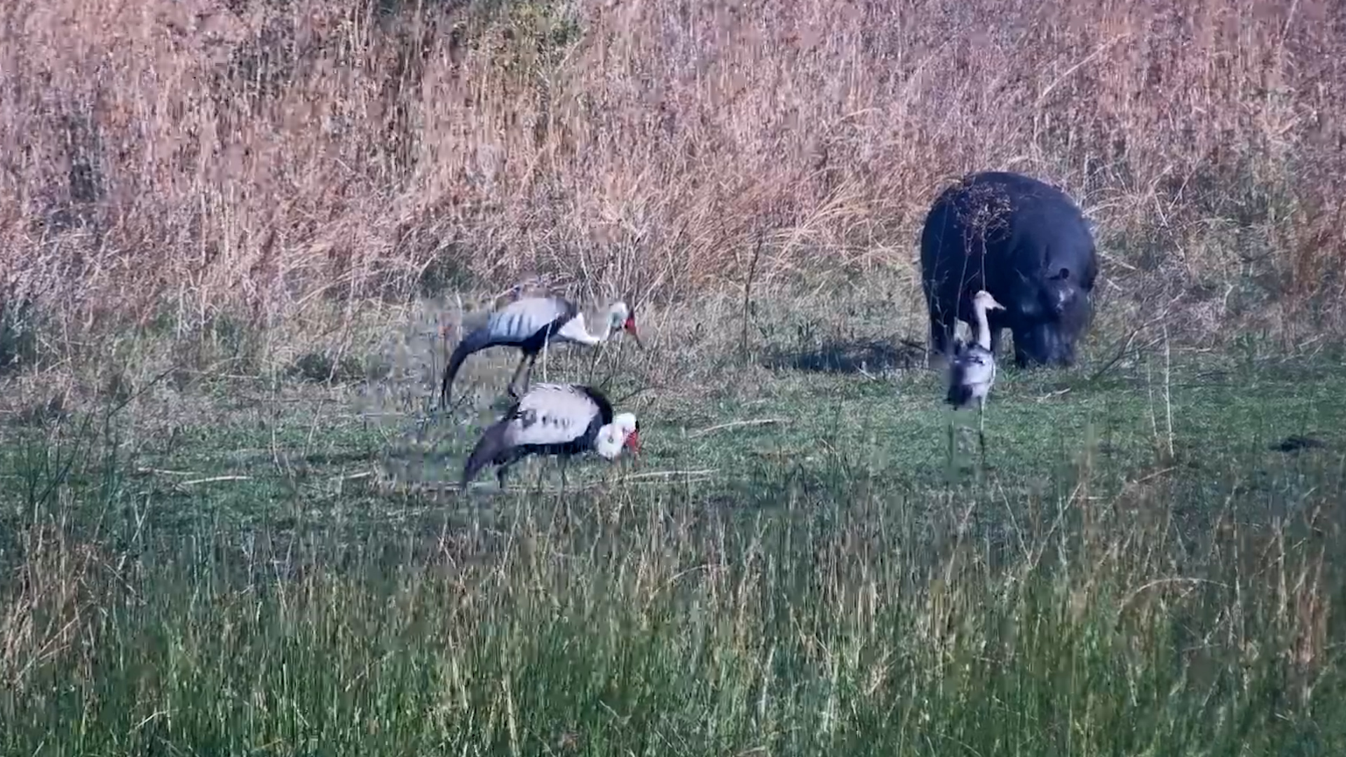 Young Wattled Crane Meets a Hippo