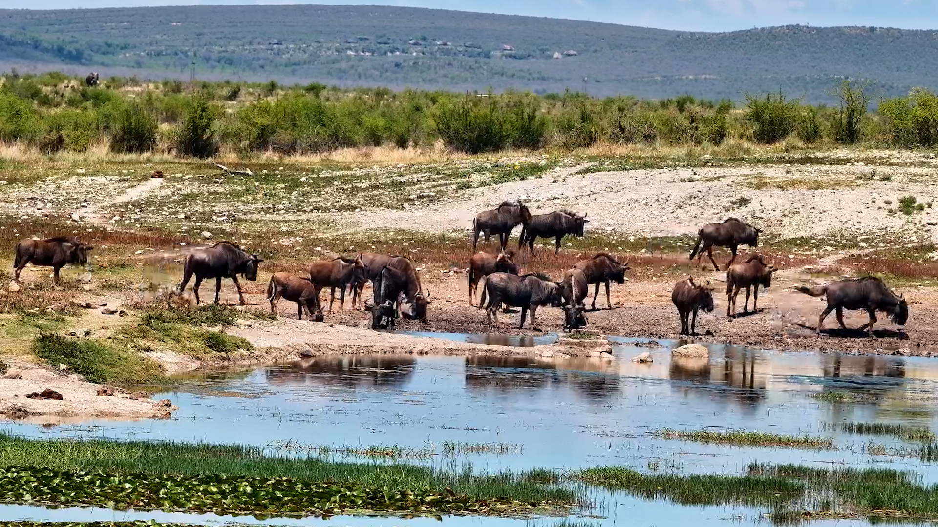 Wildebeest Take Over the Waterhole