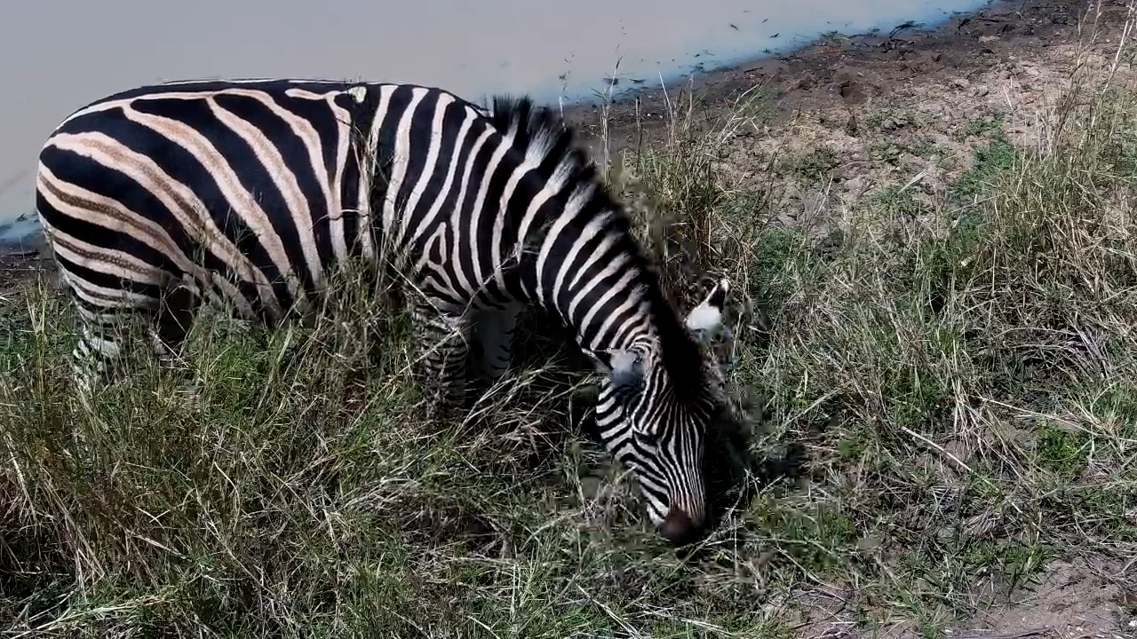 Zebra Finds the Best Grazing Spot Under the Camera