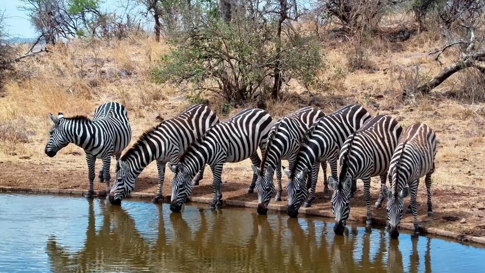 Zebras Drop In for a Drink Before Moving On
