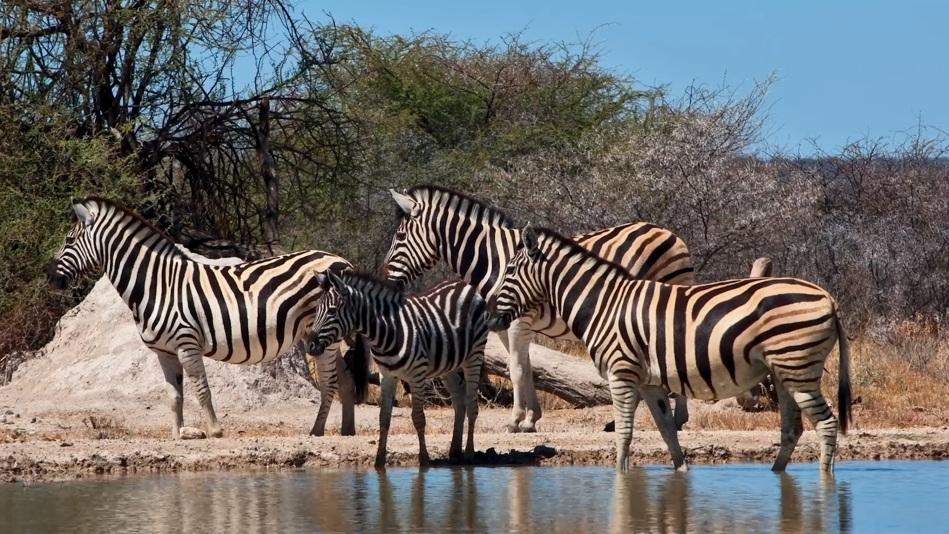 Zebras Take Their Time at the Waterhole