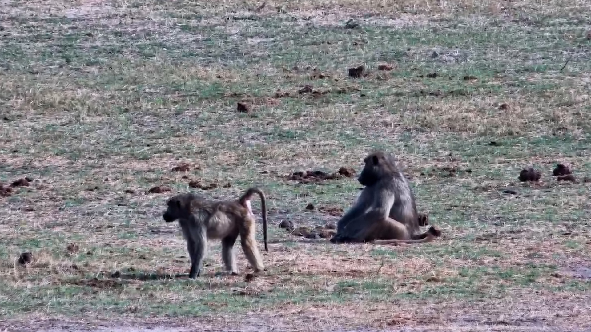 Baboons Forage Across the Hwange Landscape