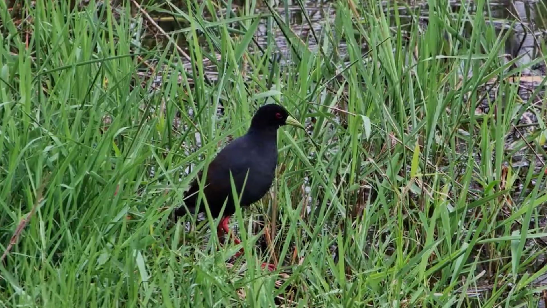 Black Crake Searches for Food At The Dam