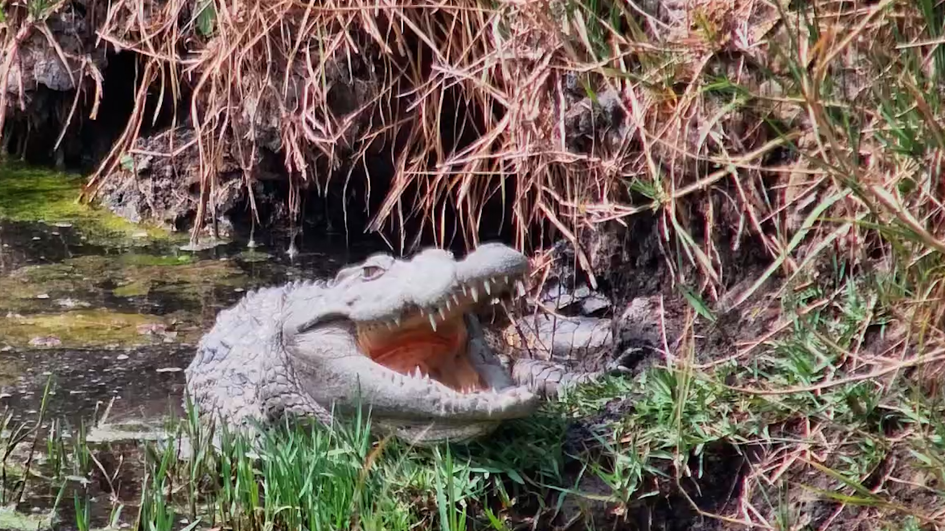 Crocodile Rests with Its Jaws Wide Open