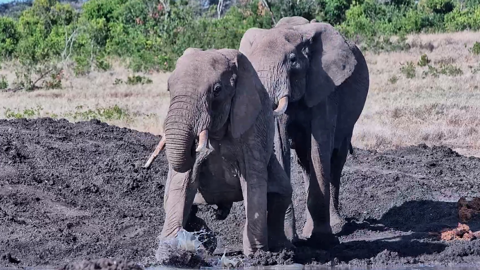 Elephant Sends Another Elephant Packing