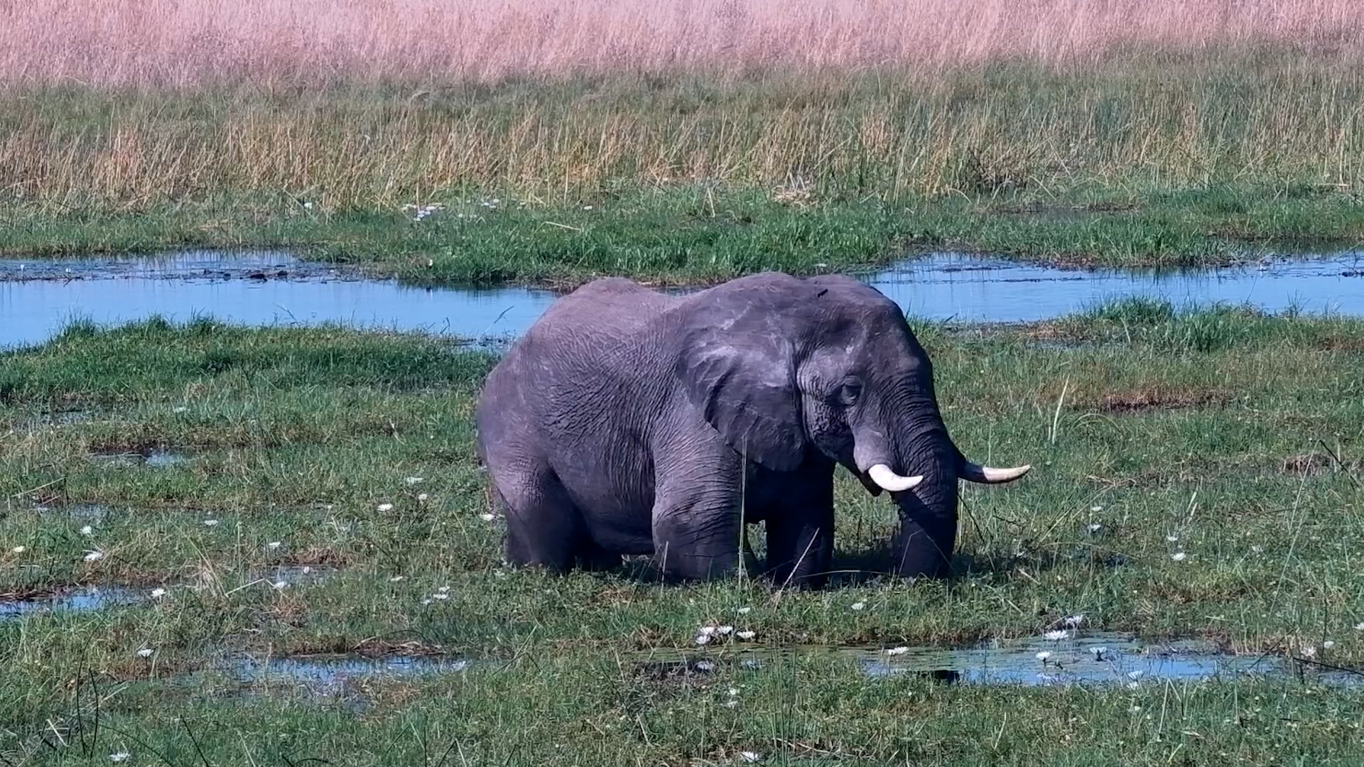 Elephant Feeds in the Lush Marsh
