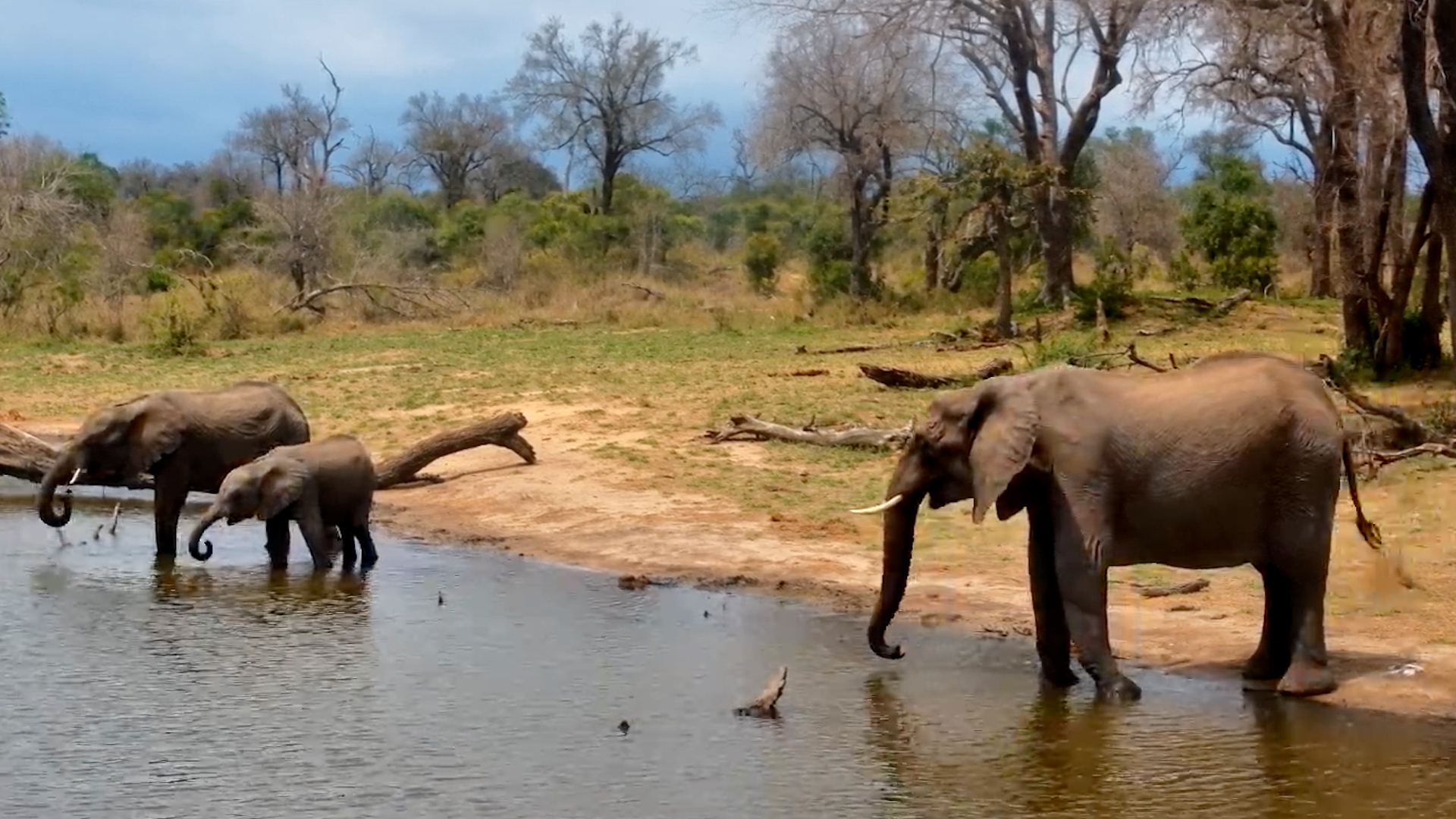 Elephants Enjoy A Quiet Drink