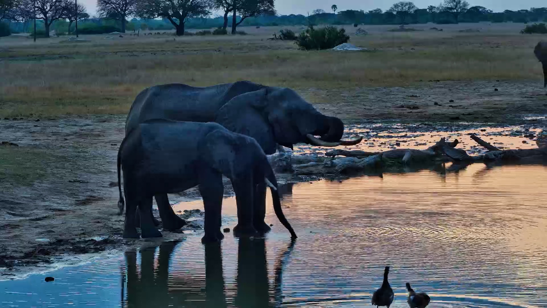 Elephants Stop for a Drink as Day Turns to Night
