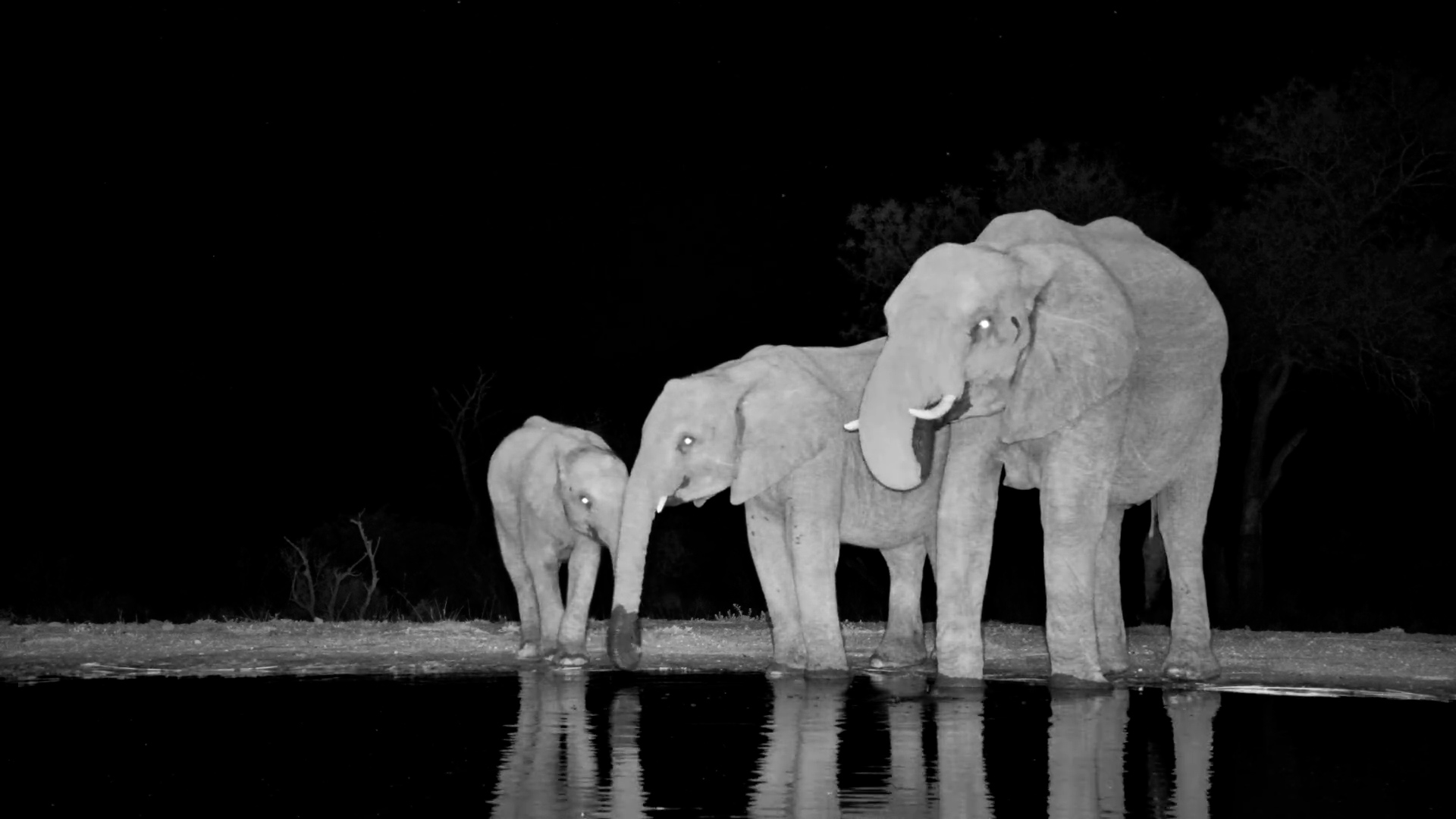 Elephants Gather at the Waterhole After Dark