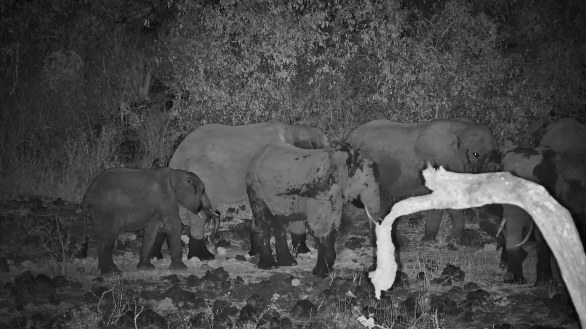 Elephants Enjoy a Dust Bath After Dark