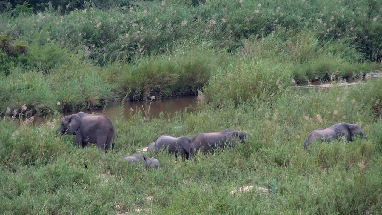 Elephants Graze Their Way Through Tall Grass