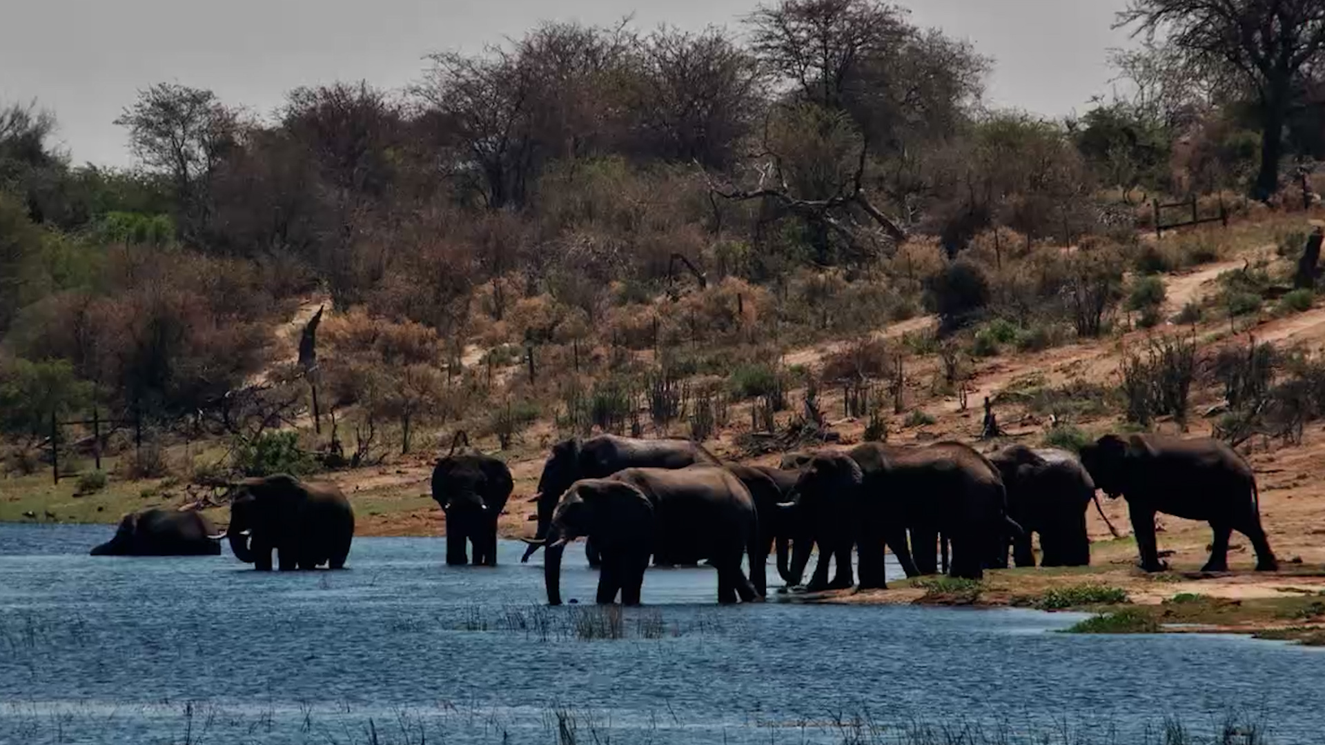 Elephants Make the Most of Their Time at the River