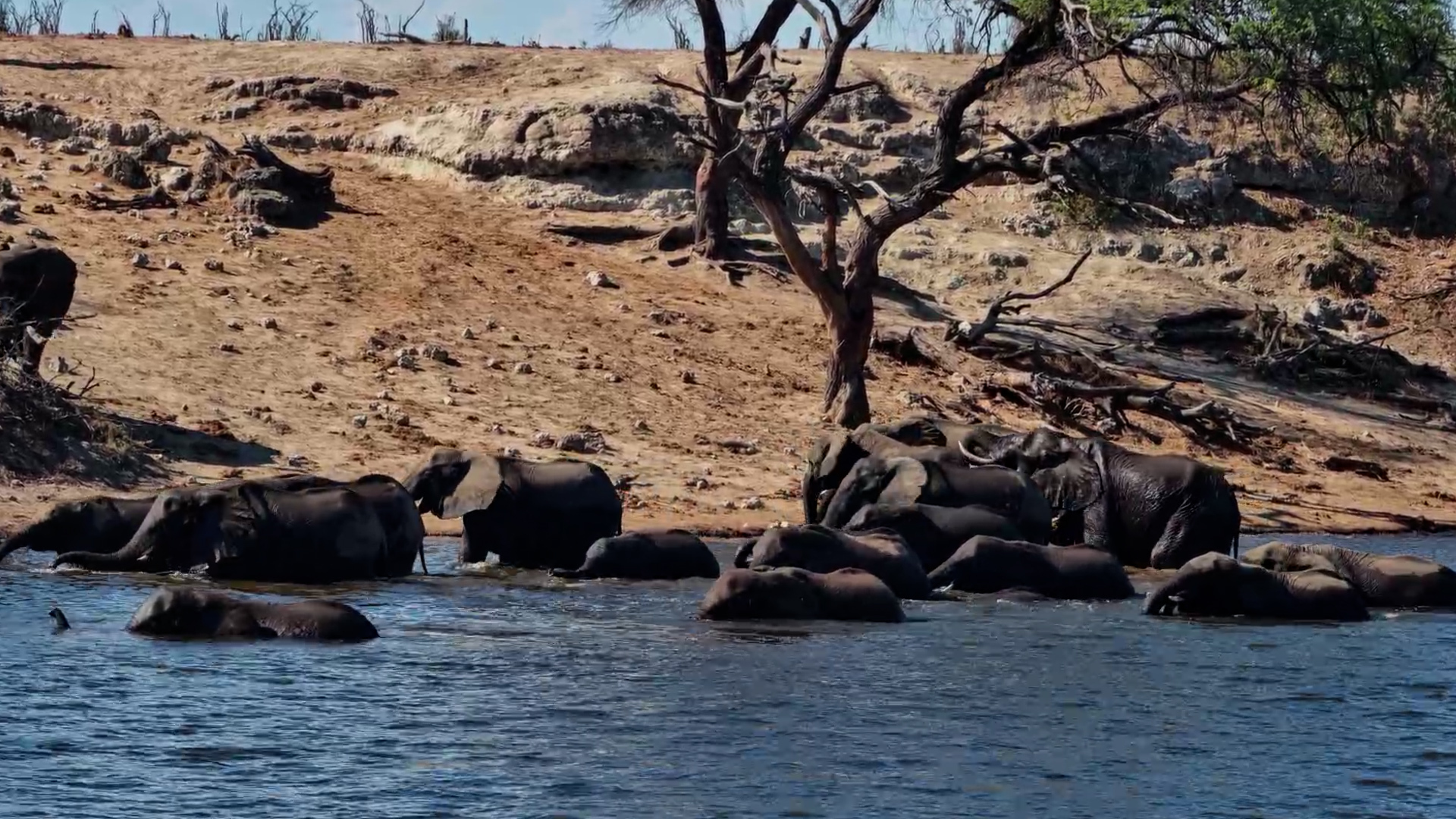 Elephants Enjoy a Relaxing River Visit