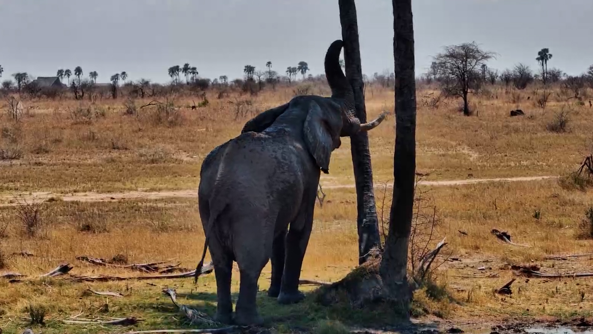 Elephants Give a Tree a Good Shake
