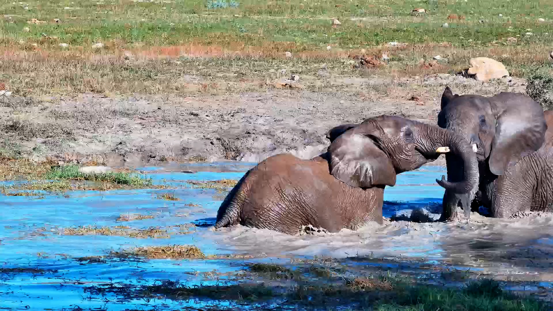 Elephants Square Off in the Water